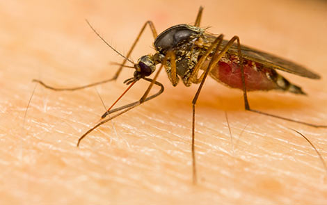 mosquito control san antonio